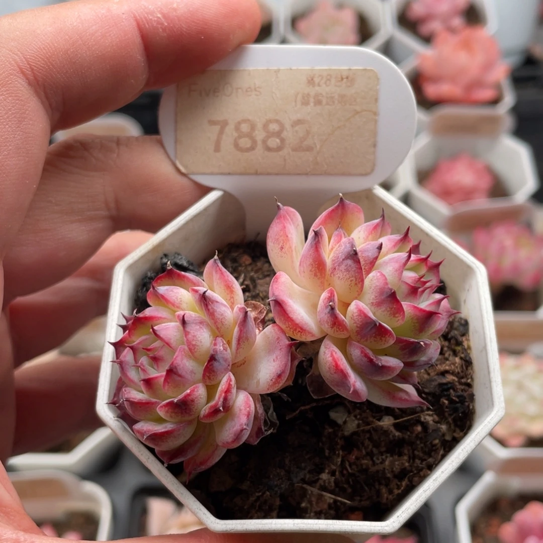 马赛尔7882-5.5厘米