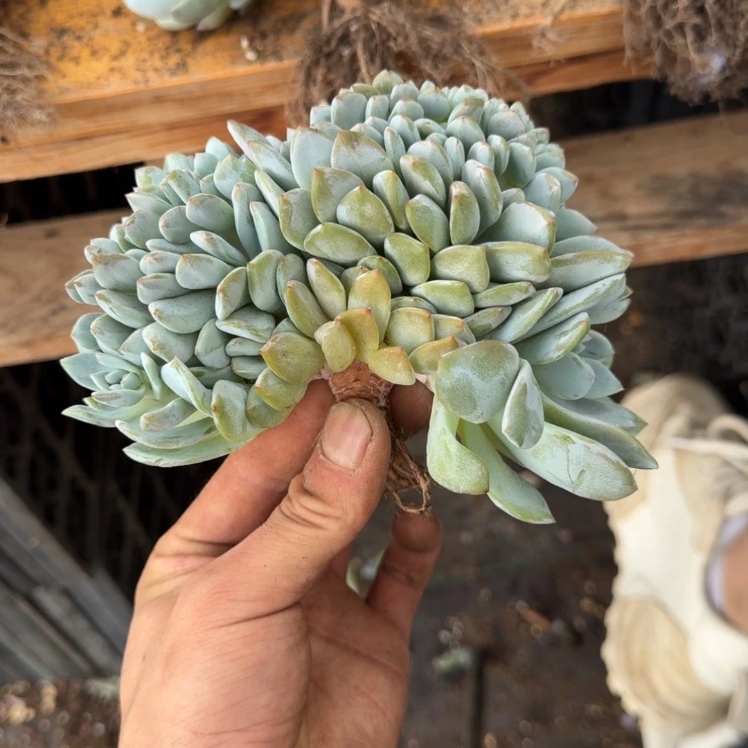 星影树缀无砍多肉