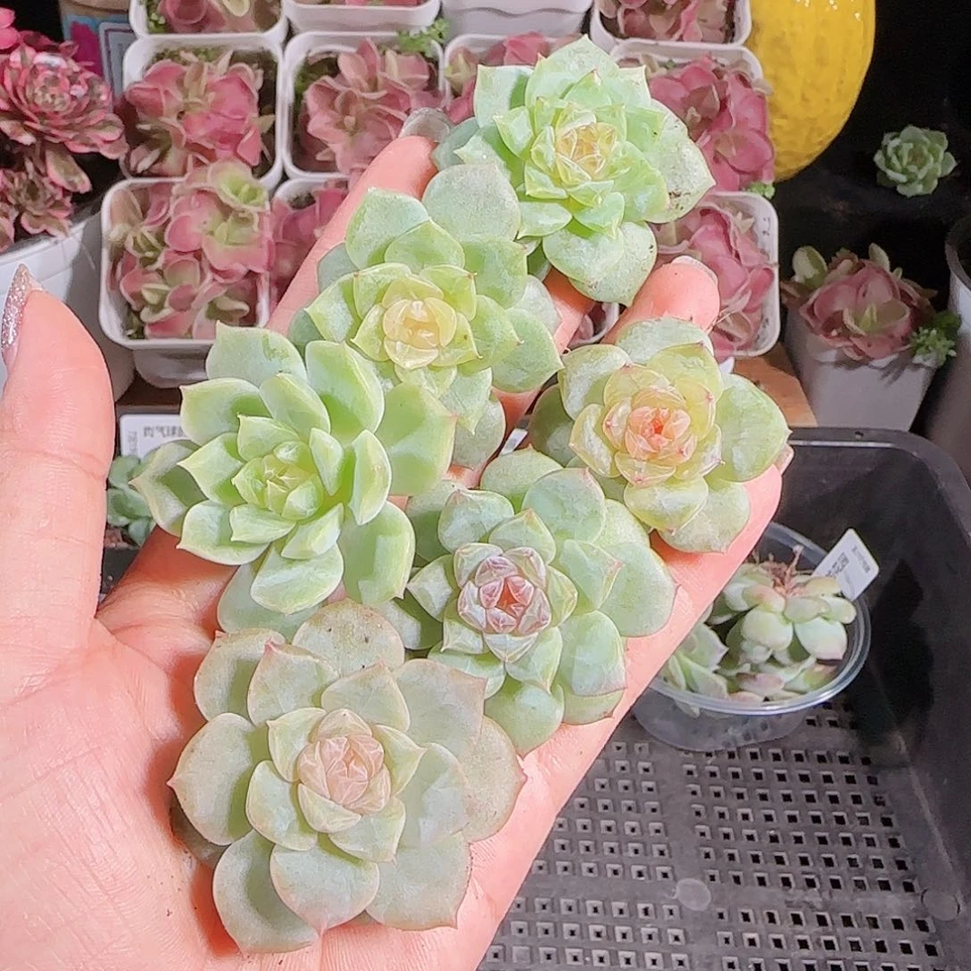 0719-:-51糖心珍妮