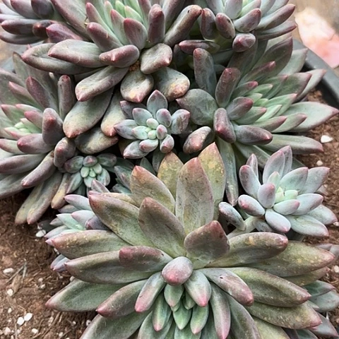百****?红蜻蜓多肉发货