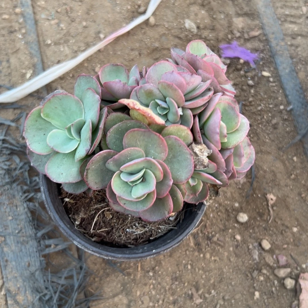 我**素多肉植物多肉植物