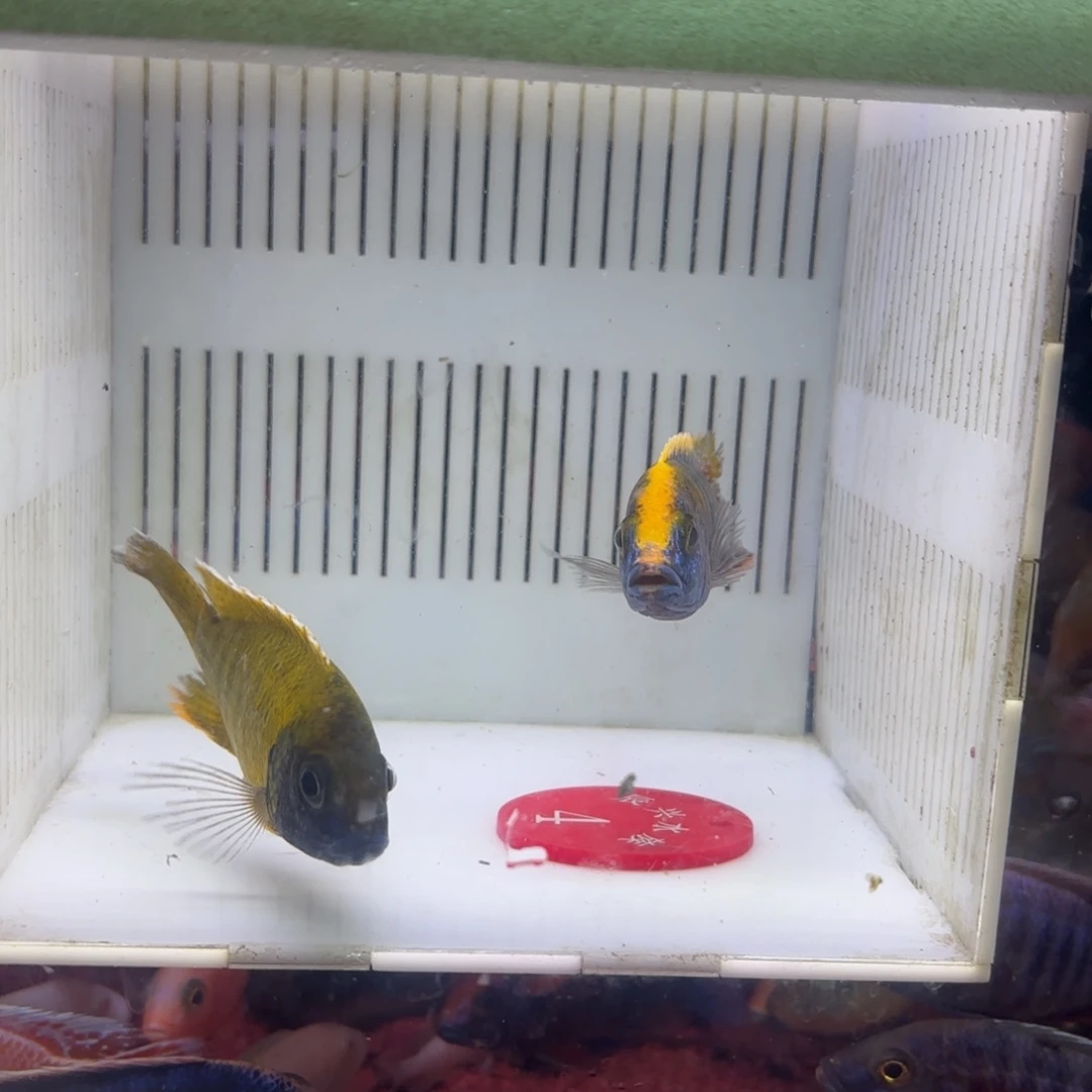 慈鲷鱼直播4号2条