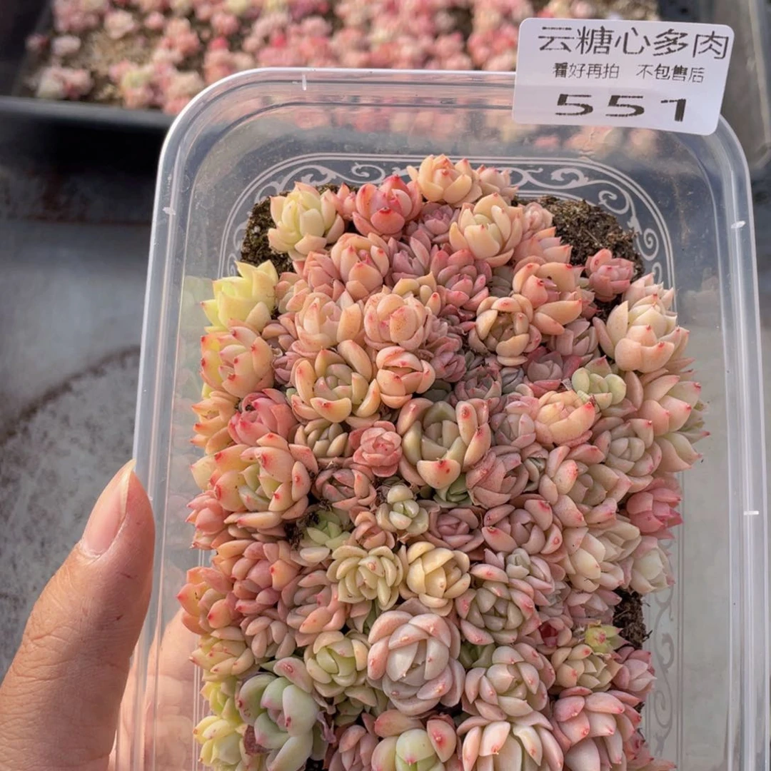 云糖心多肉植物551