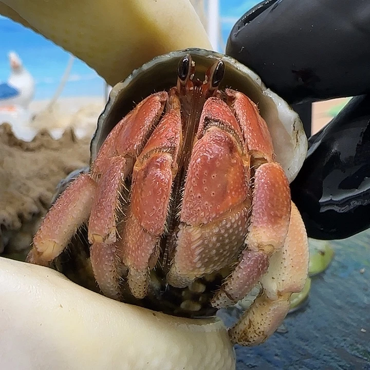 A66灰白2.0cm口径