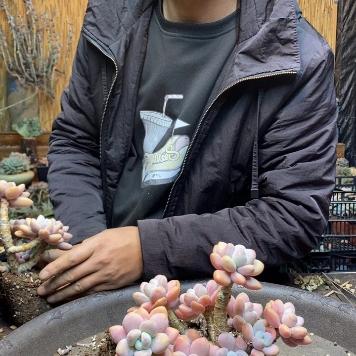 依***.682 号洛神多肉植物