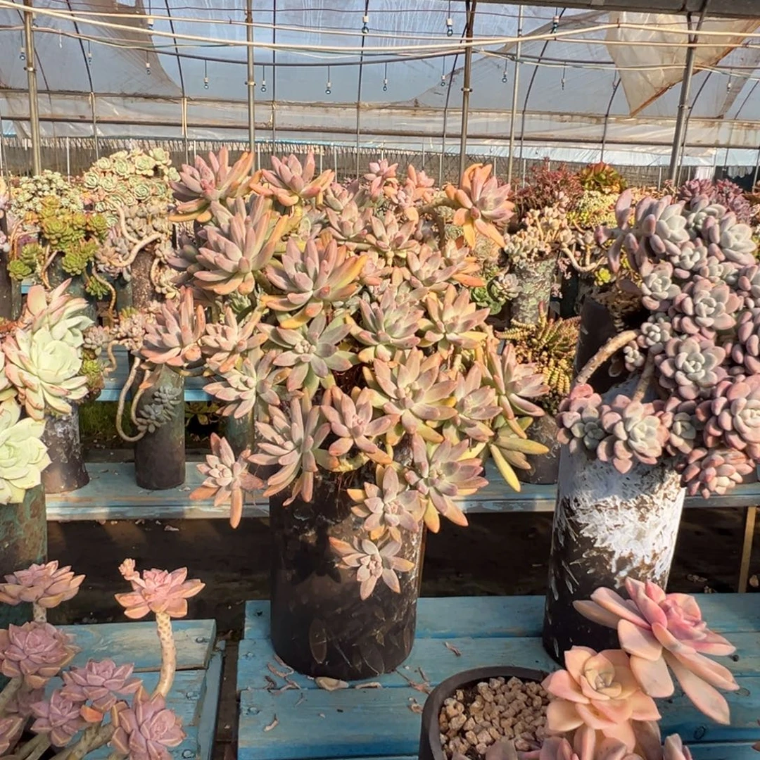 精品秋丽瀑布妖桩 裸根