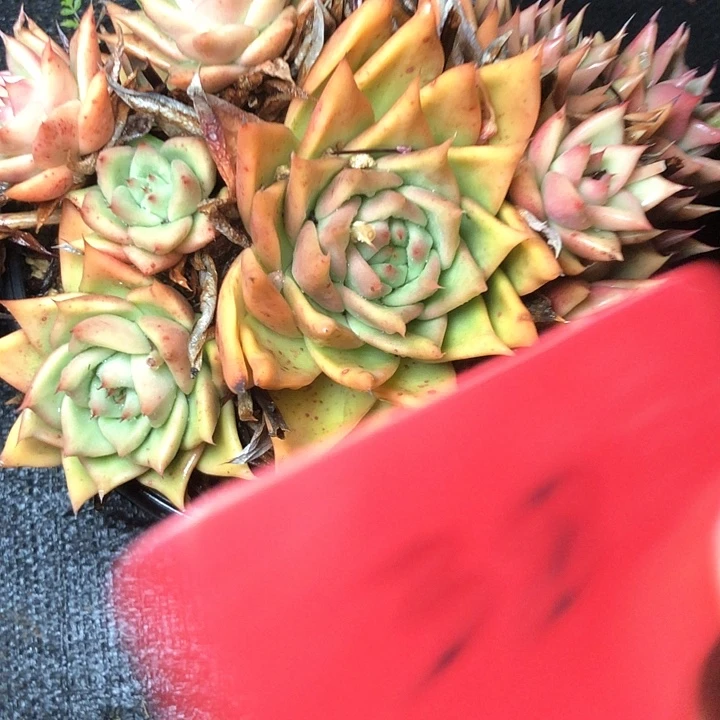 美**美38///////////////