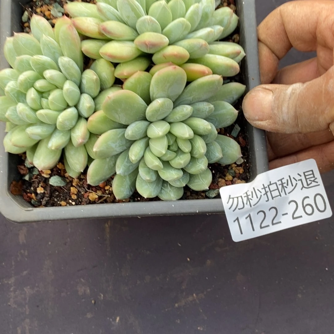 两单包邮1122-260百搭