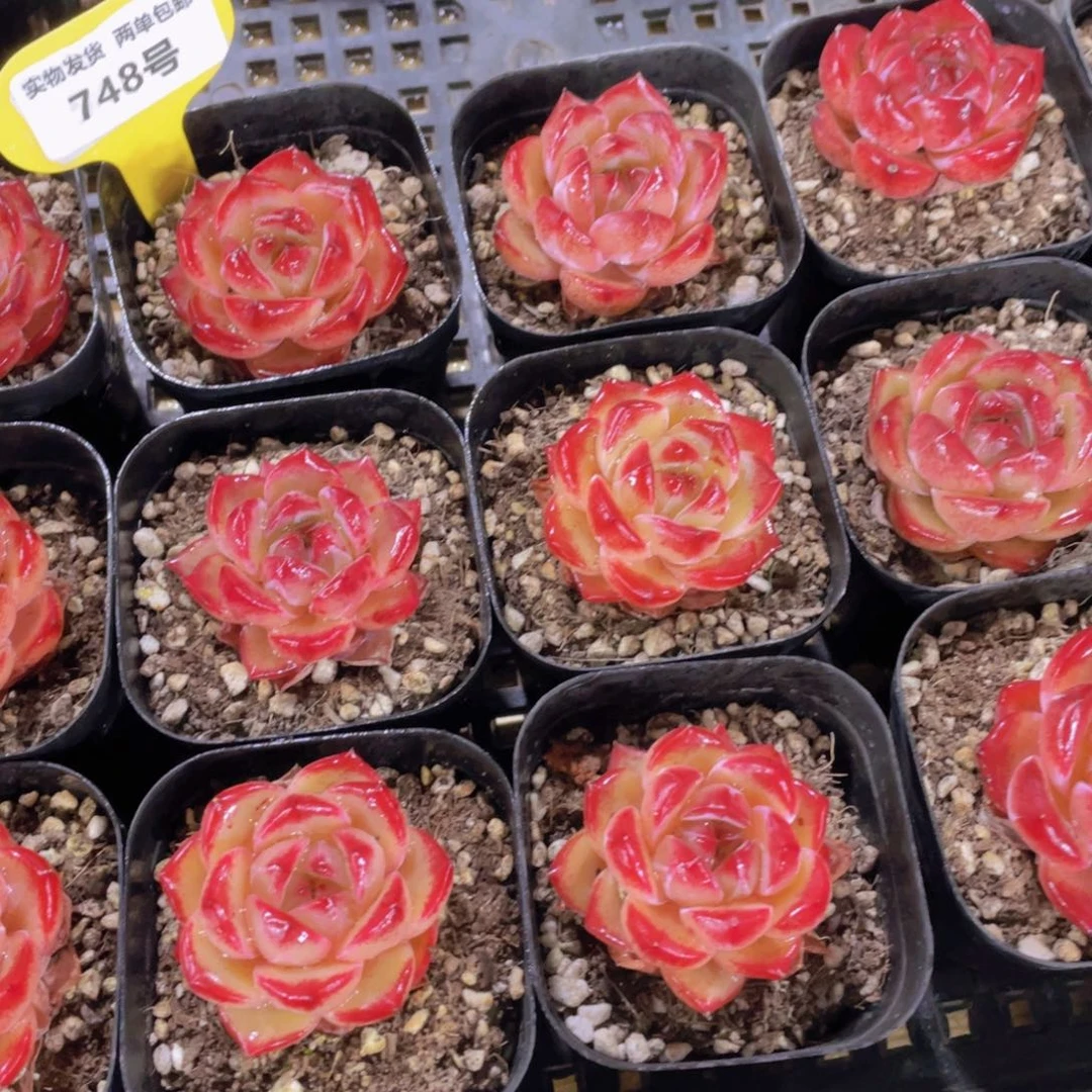 748号 丸叶全状态小精品夜魔侠单头两个