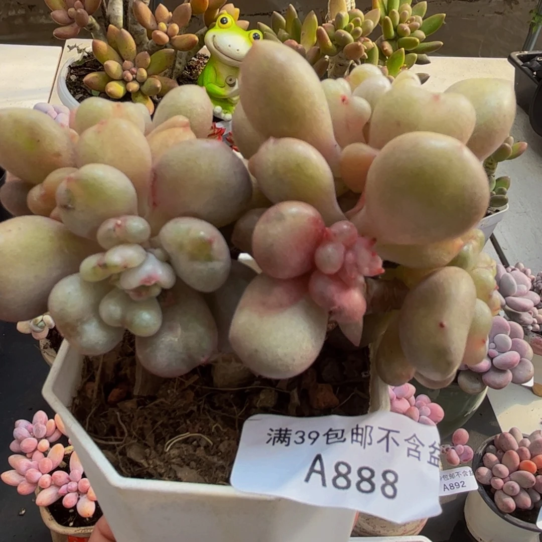 888/8cm比尔盖茨多肉植物