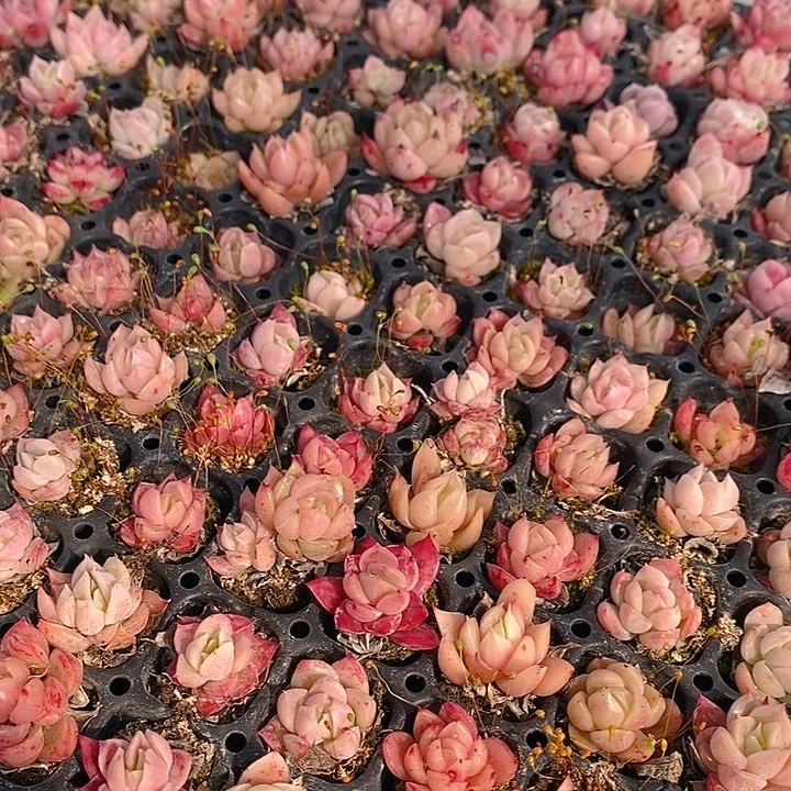 247-249 多肉植物盆栽花卉植物