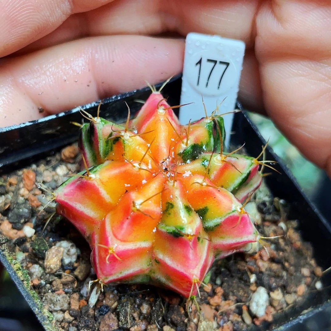 非偏远地区满25包邮仙人球裸根