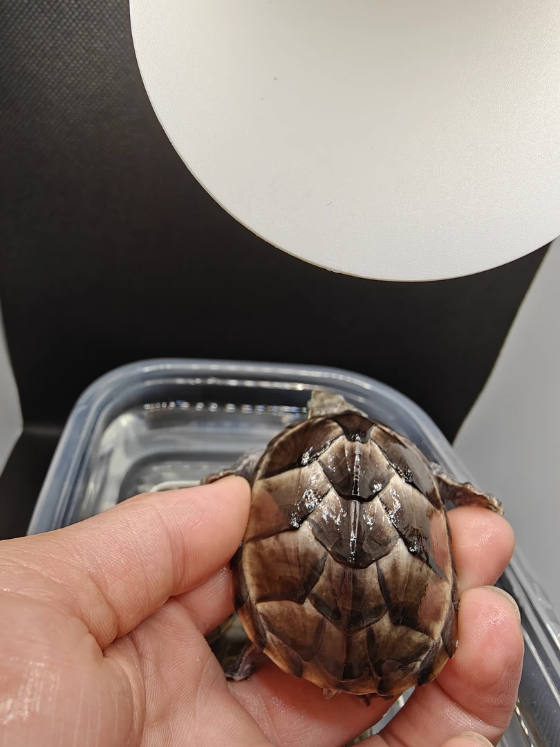 麝香龟活体蛋龟深水龟乌龟苗宠物龟迷你活物观赏龟好养家养深水龟