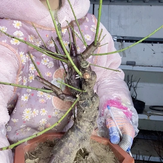 完全开放梅花处理