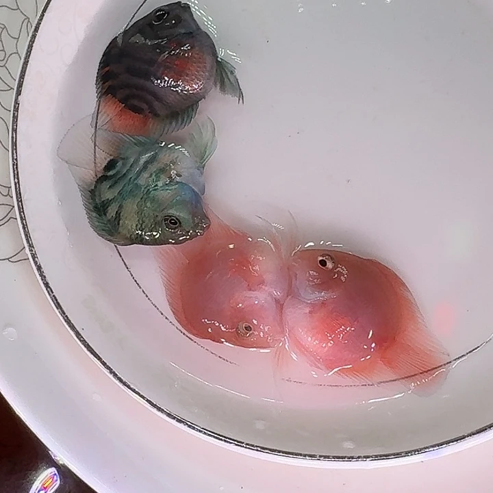 鹦鹉鱼迷你鹦鹉鱼