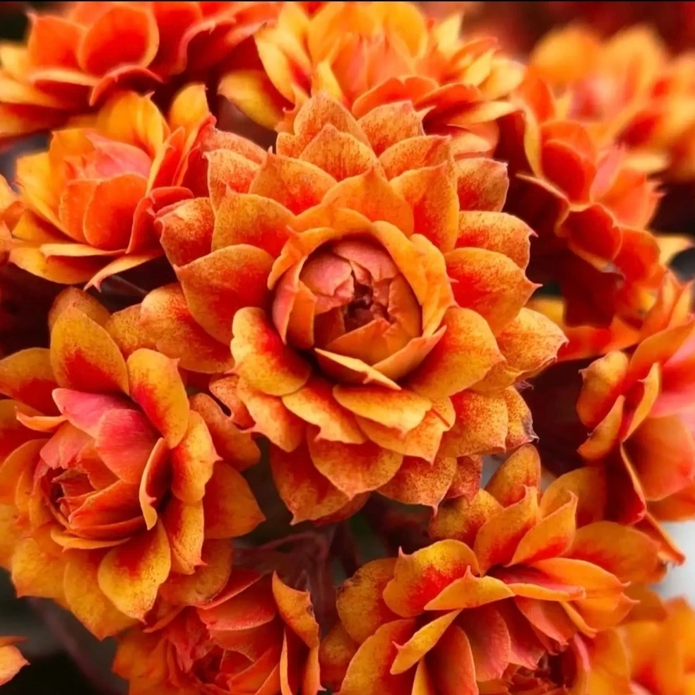 长寿盆栽花【盛宴】110盆花苞发货