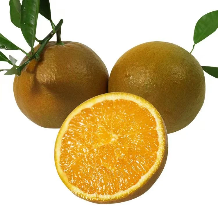 湖北秭归黑美人巧克力棕橙应季现摘新鲜橙子