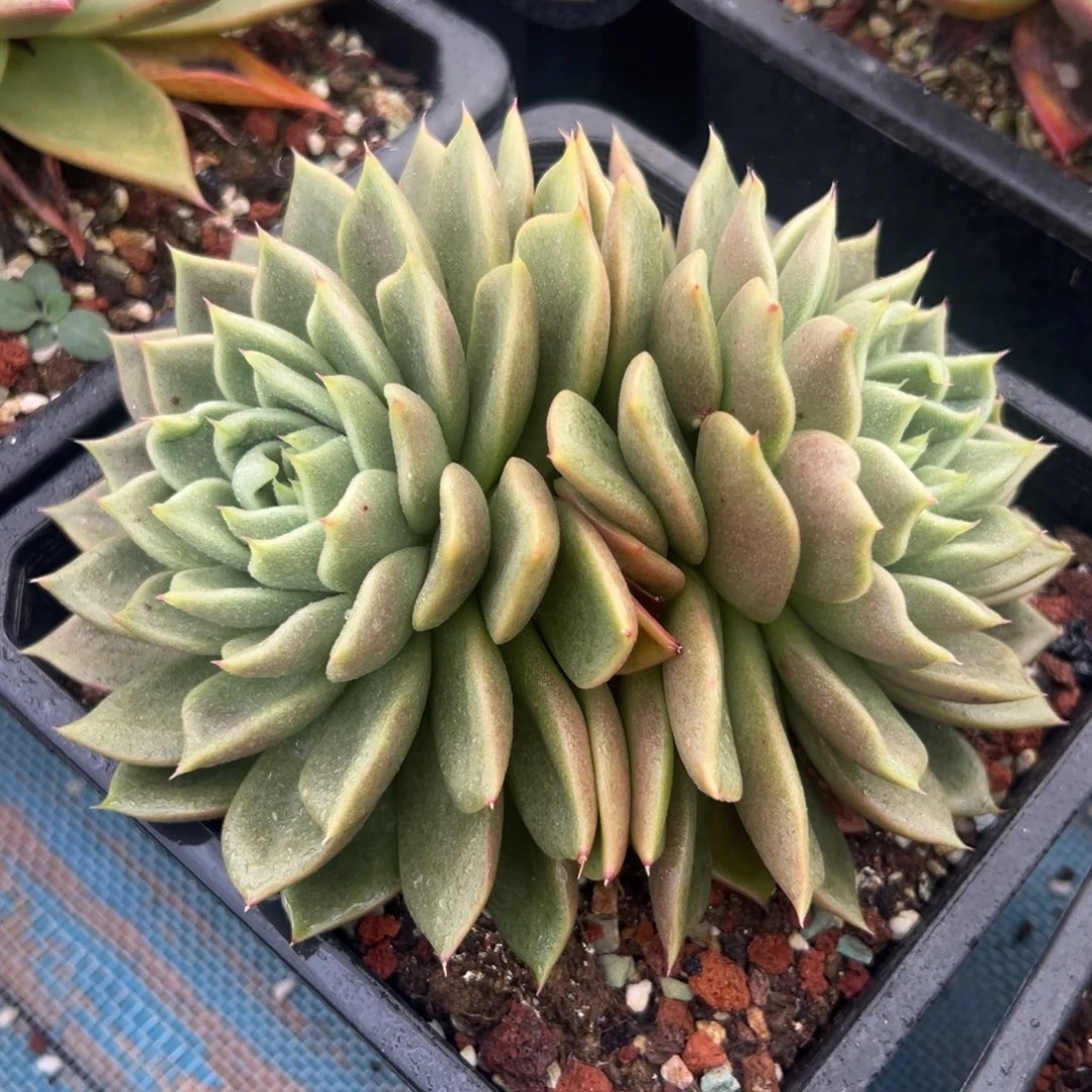 东云杂32，38包邮，一物一拍