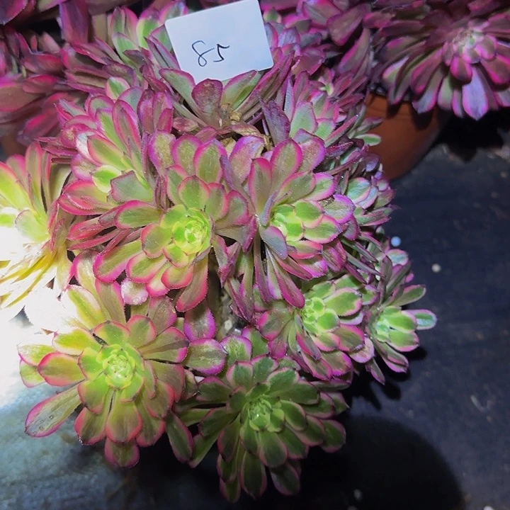 林*姐月婵朵朵亏本福利85