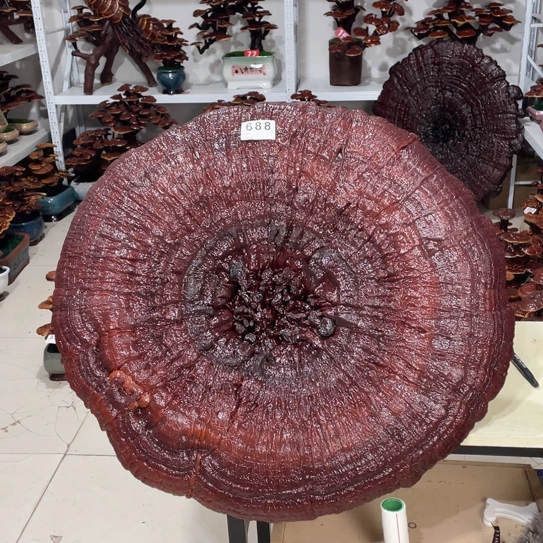 无花朵8888888888888