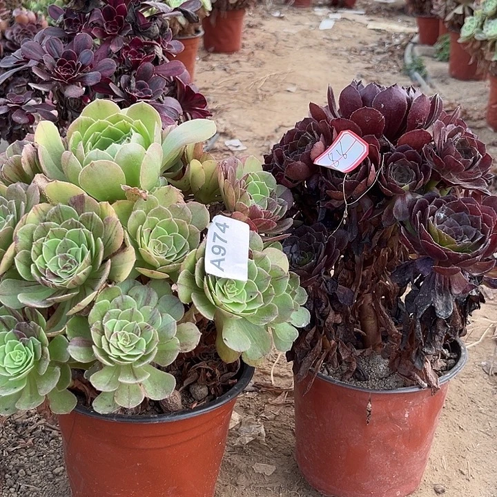 花月夜多肉植物974