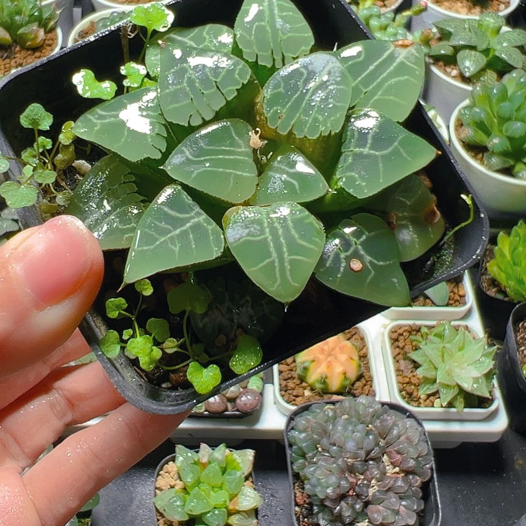 方盆月影寿多肉多肉1