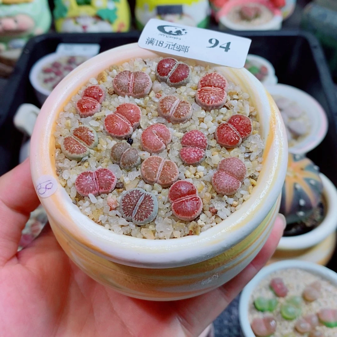 生石花花花花花花94