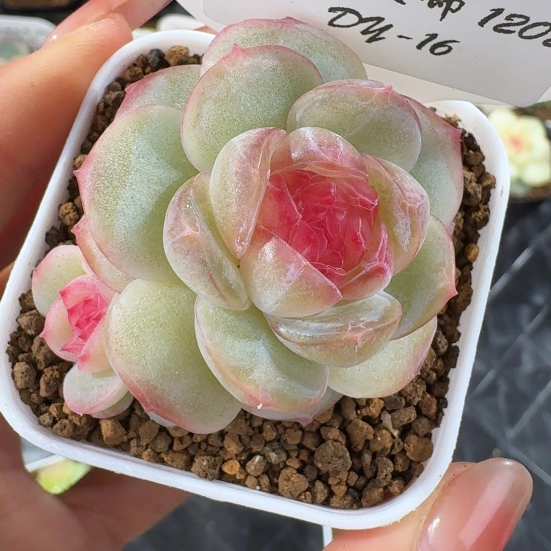 1202/16-世兰双头一颗