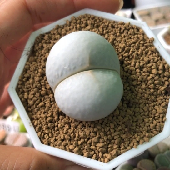 0095，3.5厘米高尔夫有点微徒开播福利