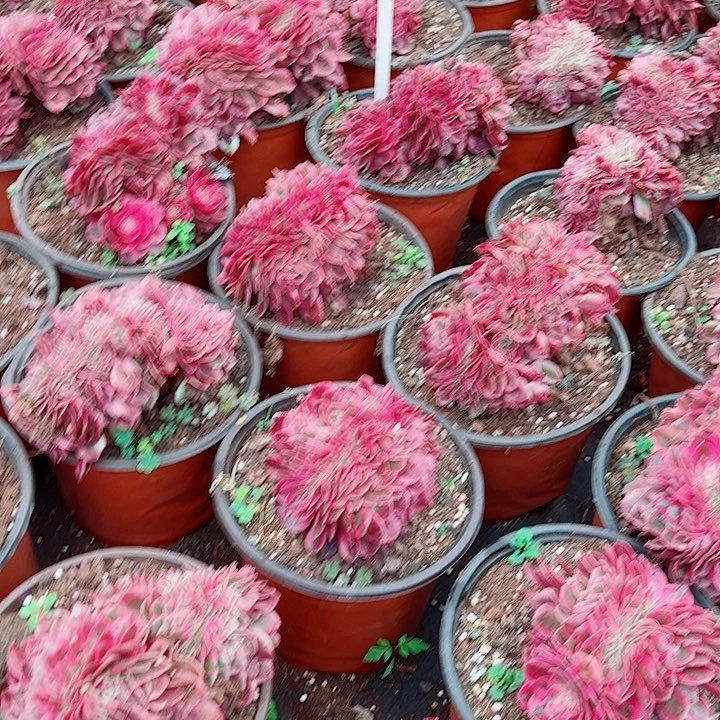 荔枝缀多肉植物大战