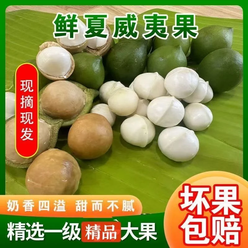 【产地直发】云南新鲜夏威夷果新鲜采摘带绿壳发货1/5斤装整箱包邮