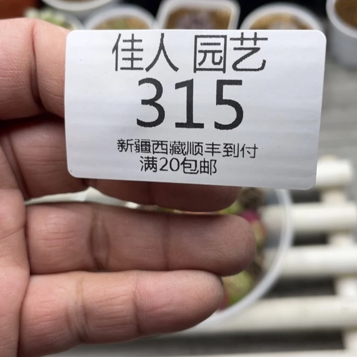 国**主公主天咯哦哦哦哟哟哟315