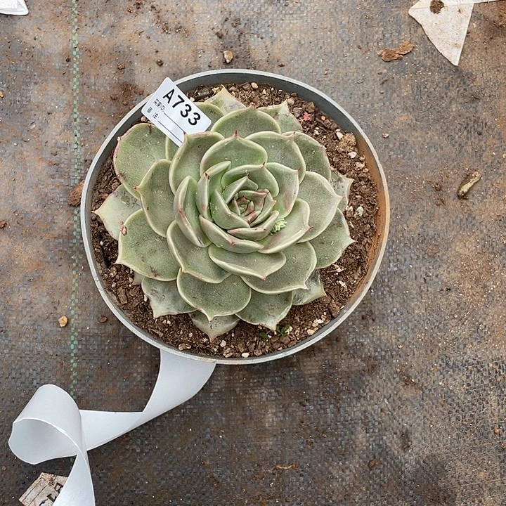 。***。若如东云单拍A733