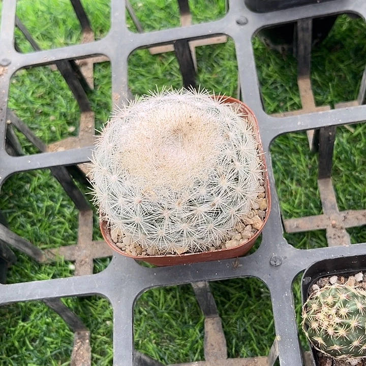 大单头满月一颗包邮