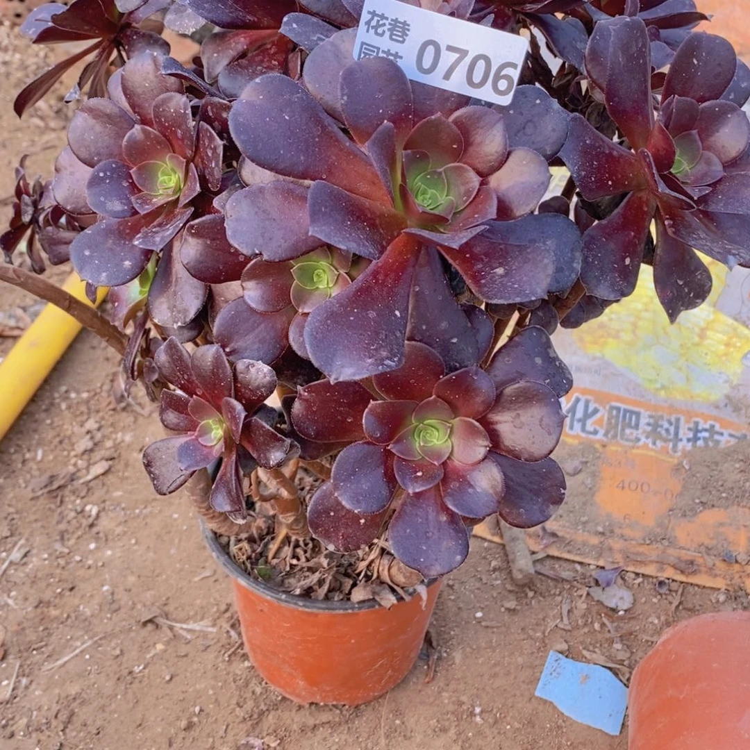 706 号一物一拍多肉植物