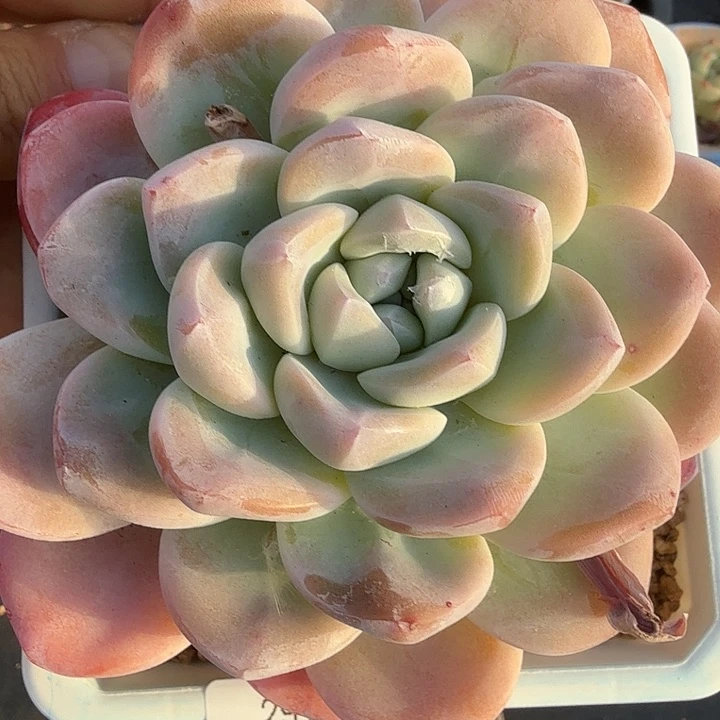 0118-04 精控大单头老桩冰玉