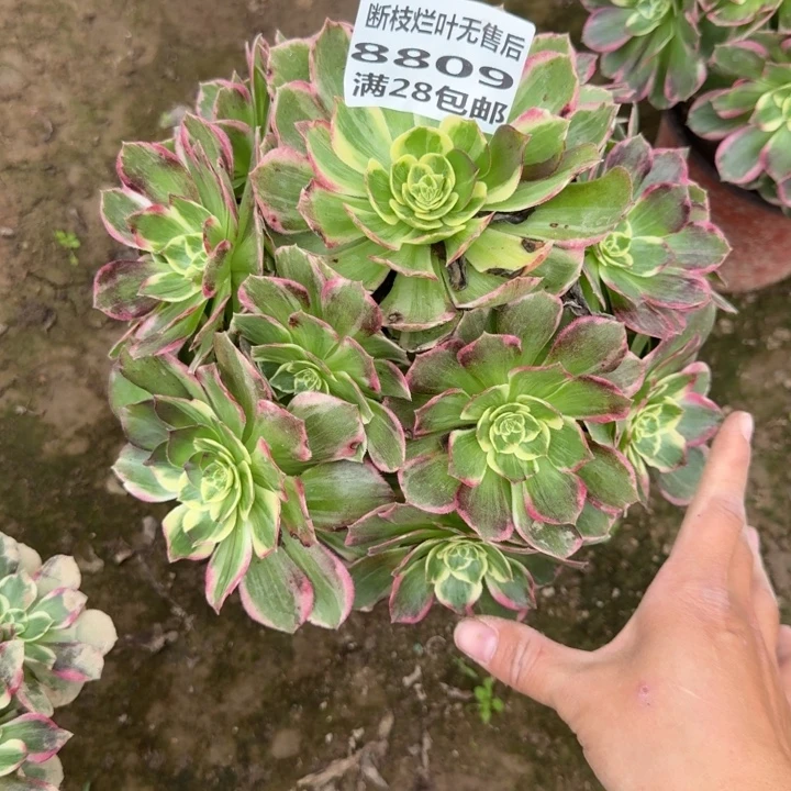 8809二号棚水蜜桃D