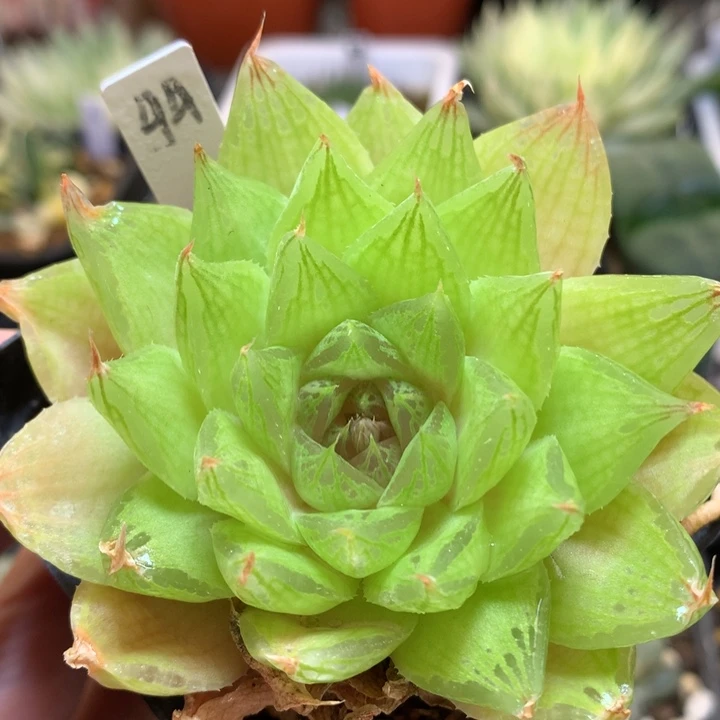 原始种玉露带盆土发货