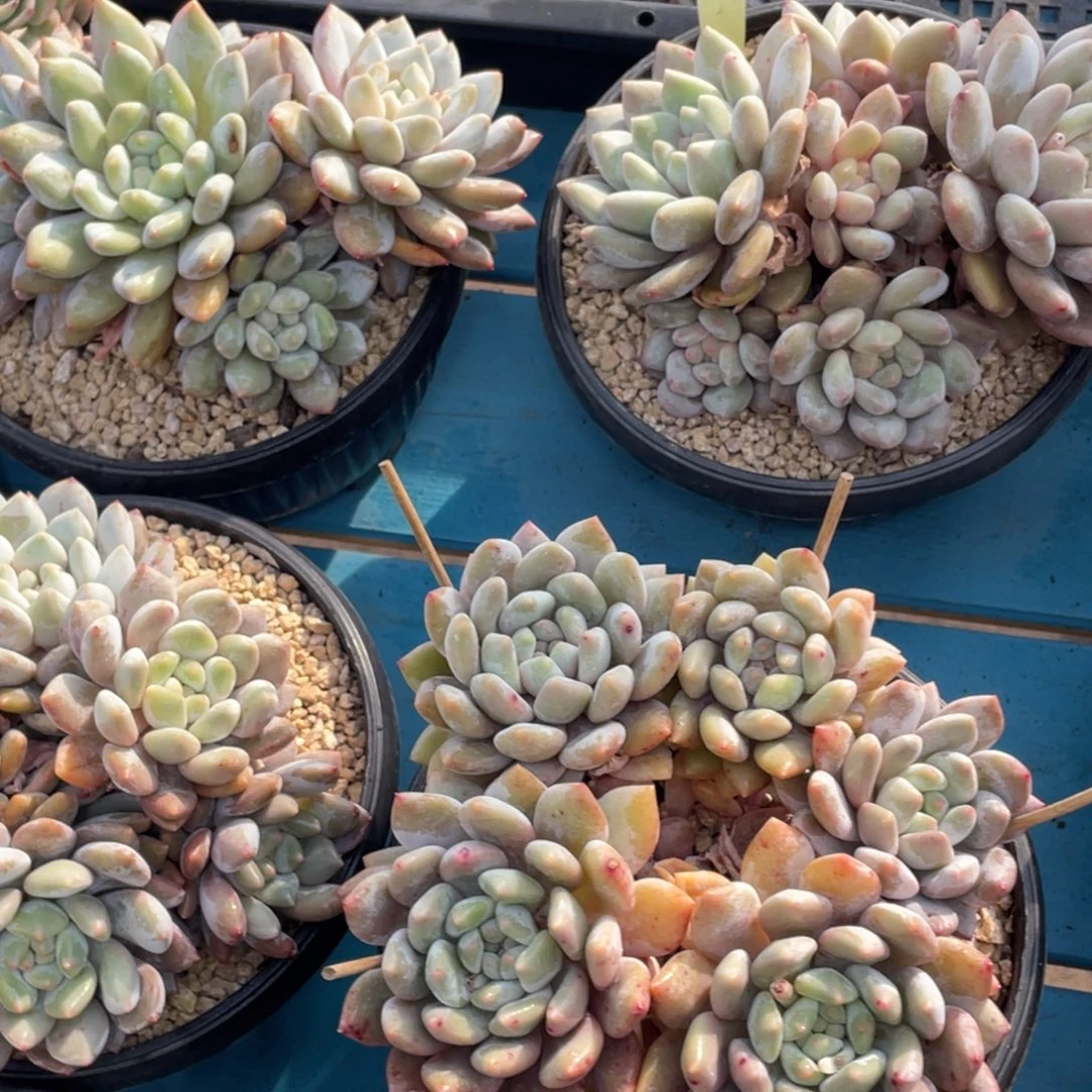 1219-16-半夏母本五头起大群