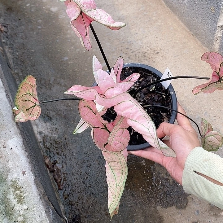 51-0205 泰国彩叶