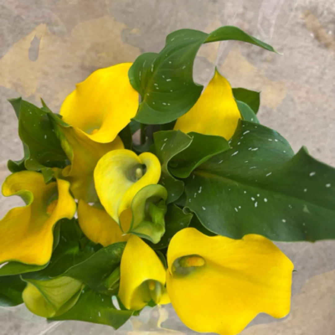 亮黄色 马蹄莲盆栽