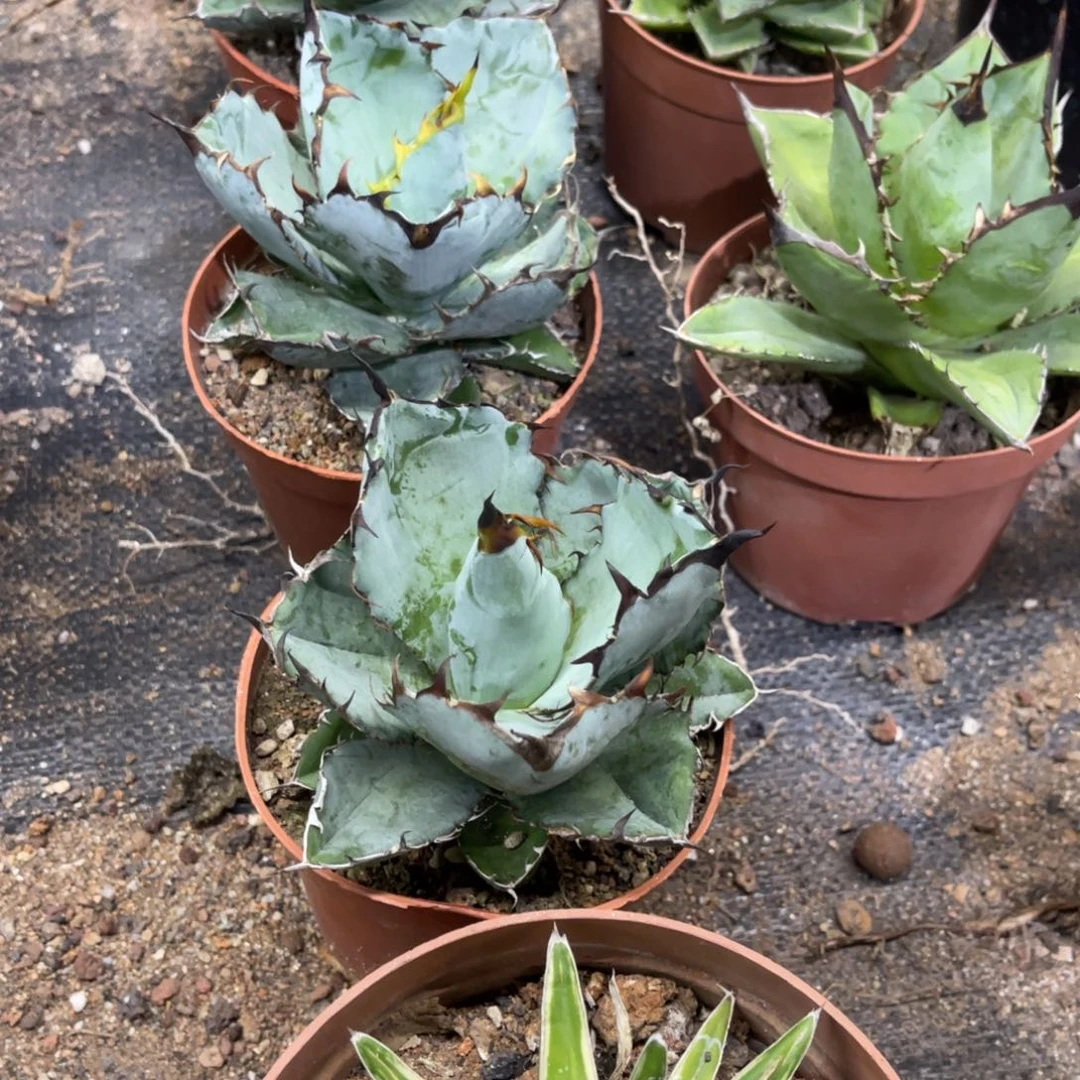 蓝鲸仁王冠系列龙舌兰