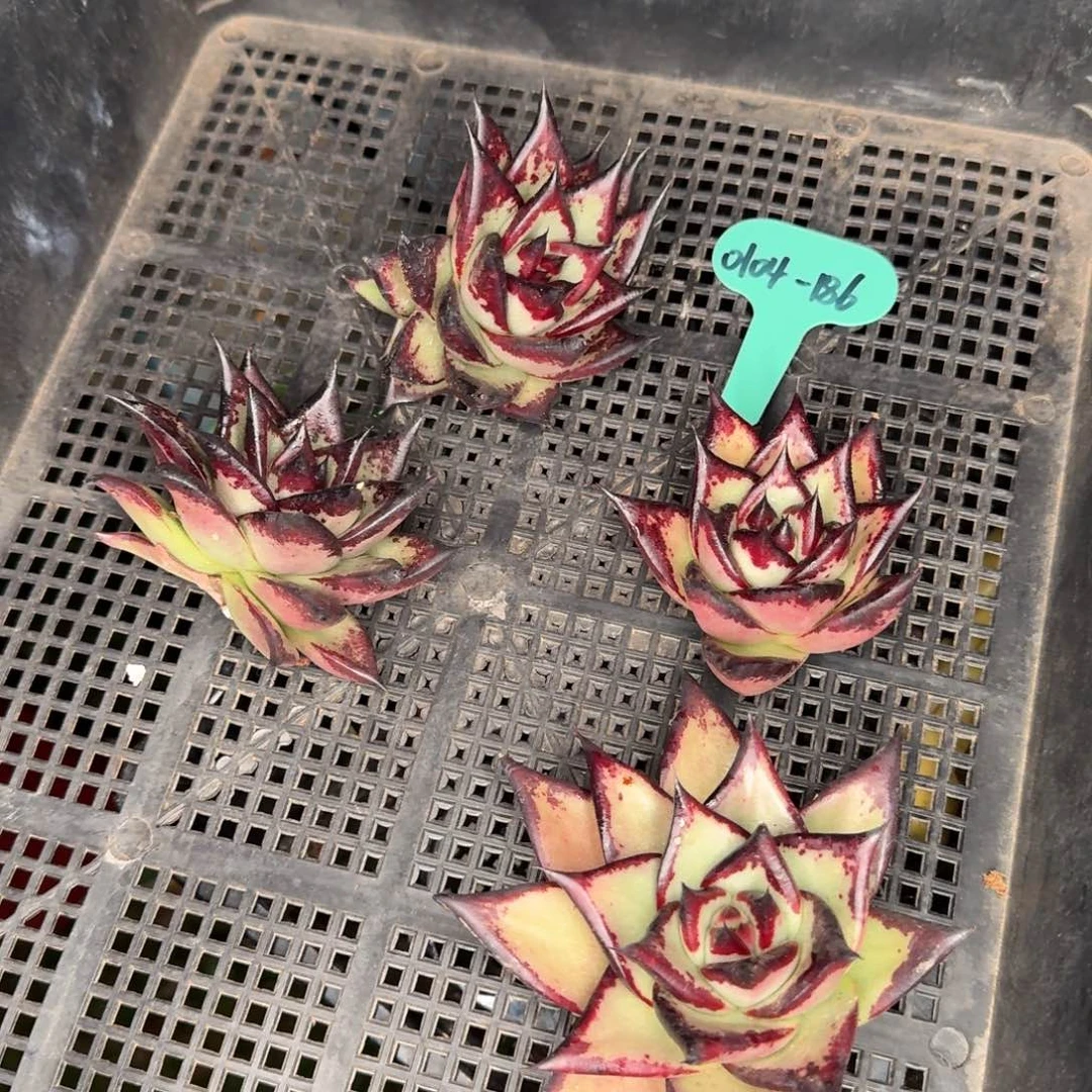 从前慢多肉精选编号0104.186