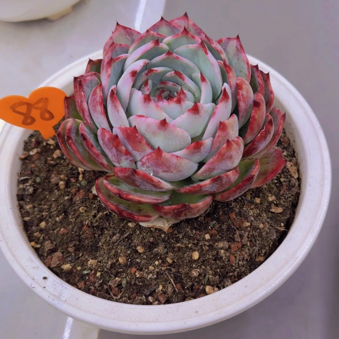 ?****卷88多肉植物一物一拍