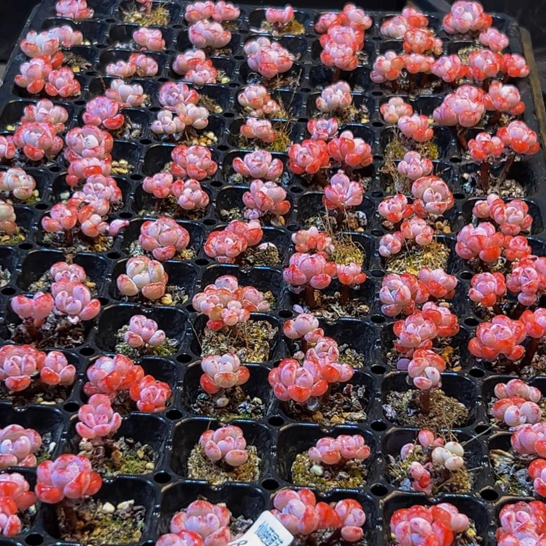 818多肉的小龙虾和一个小龙虾