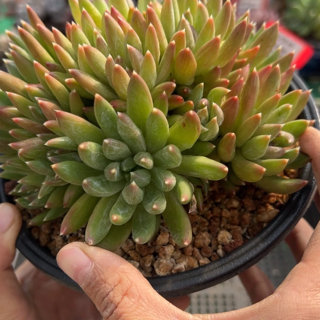 表妹精品多肉植物067.