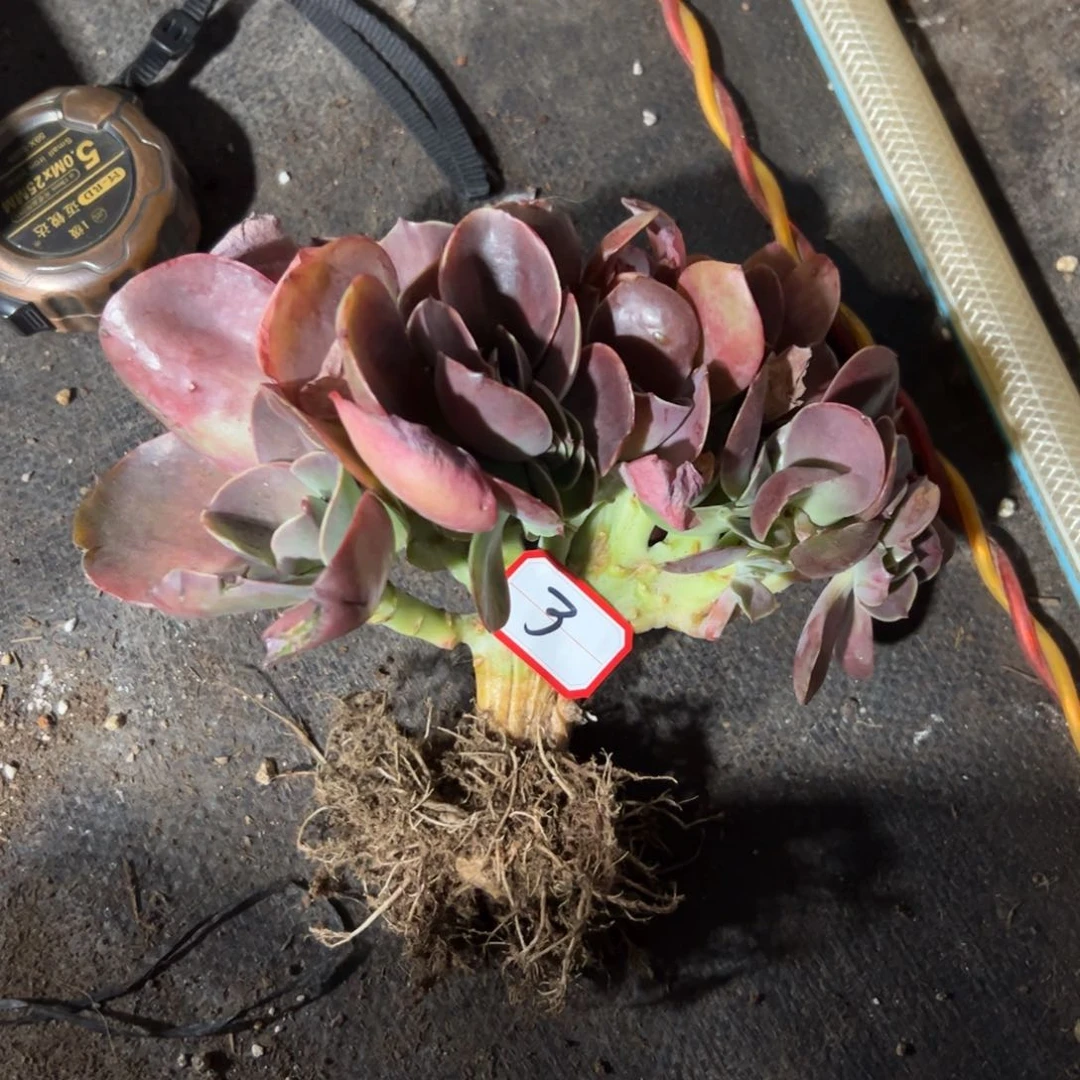 凨**夙若涛缀48 零零多肉植物