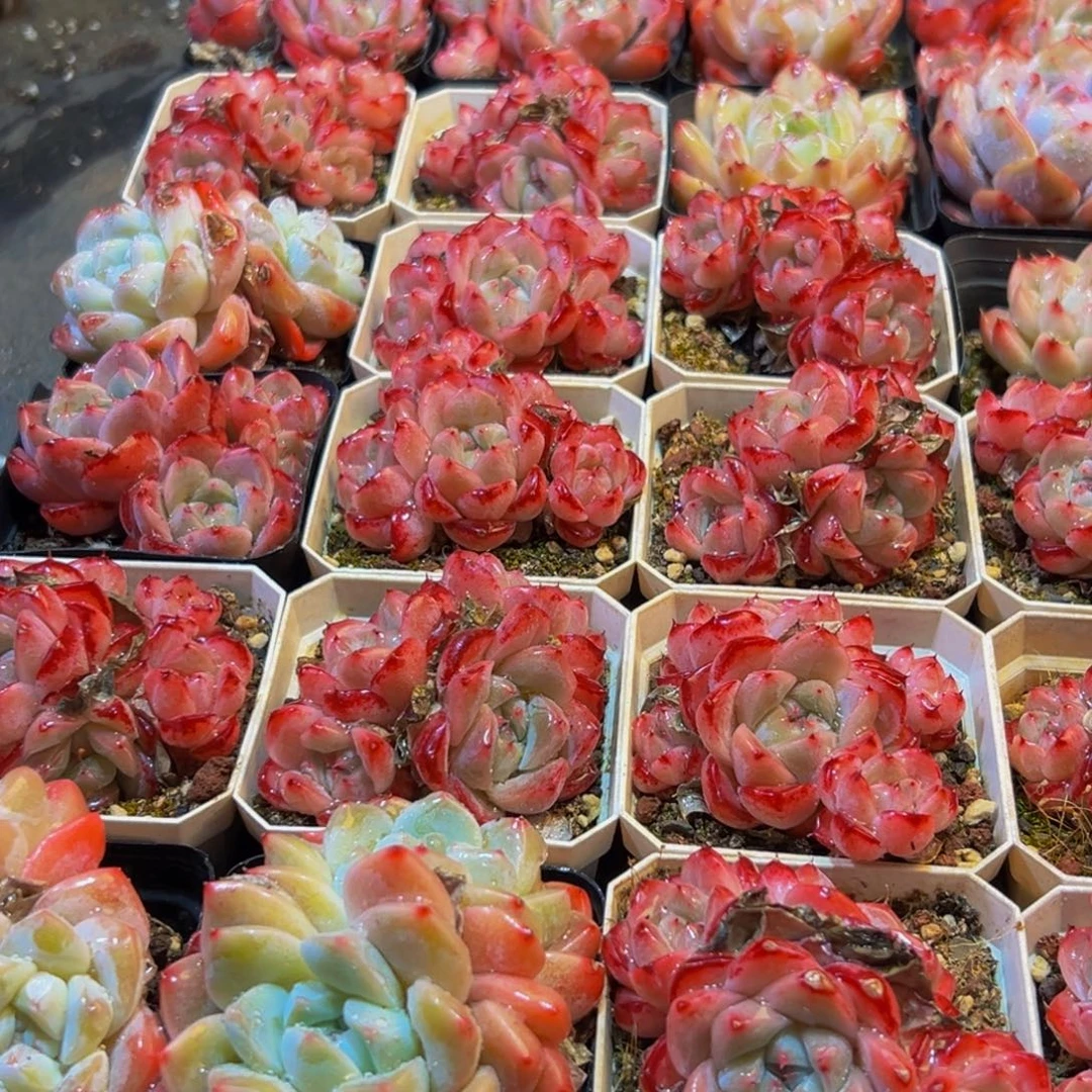 247多肉葡萄的价格是