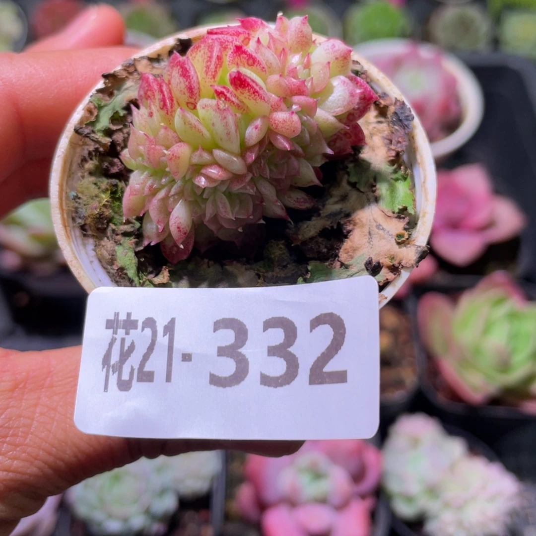 花利美21-332麦秆缀化