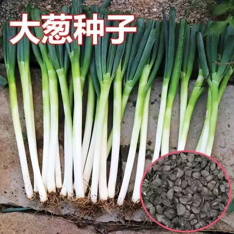 Y320章丘耐热大葱种子四季可种适合阳台盆栽的浓香大葱蔬菜种子